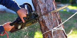 How Our Tree Care Process Works  in  Shrub Oak, NY